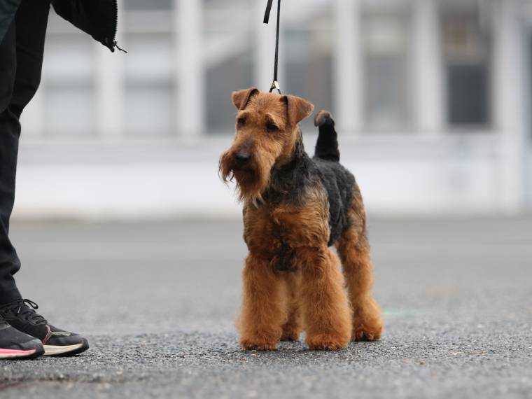 Fantaghiro Žanetino srdce