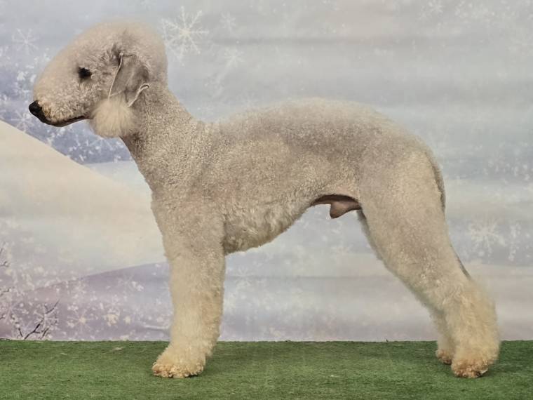 Benjamin Magic Amparador