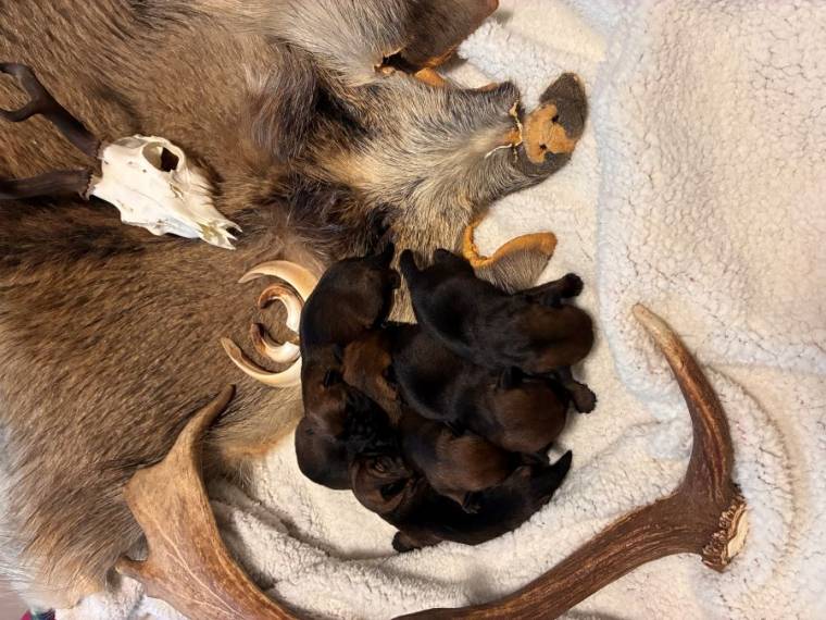 Vrh B od Karlova smrku