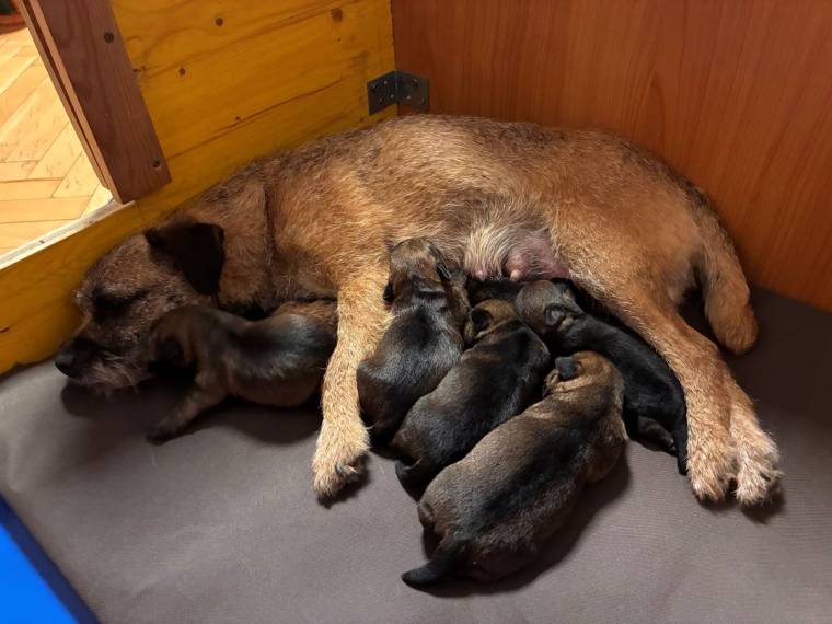 Vrh B od Karlova smrku