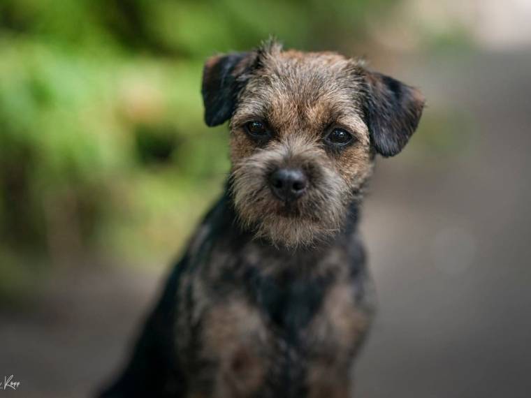 Aida z Žešovského vršku