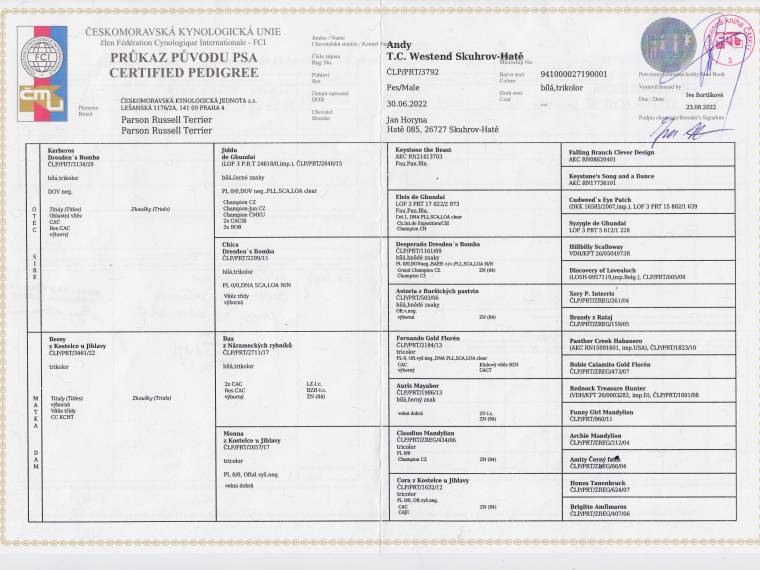 Andy T.C. Westend Skuhrov-Hatě