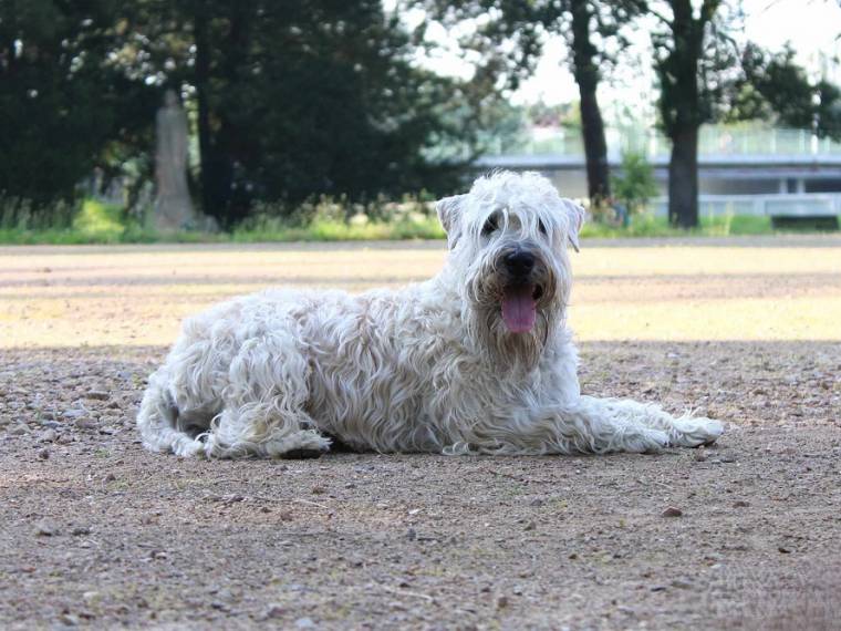 Aira Aoife Wheatie Sweetie